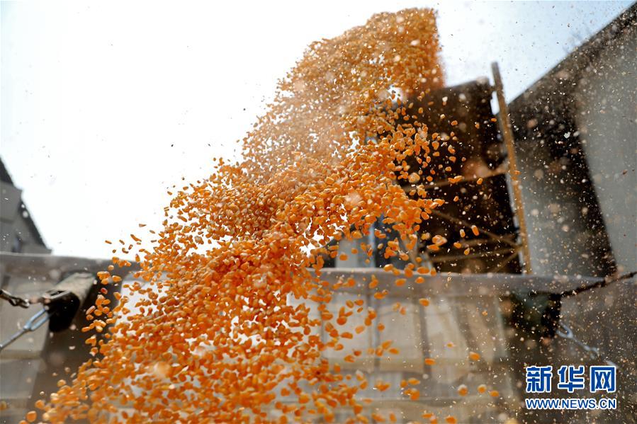 （在習近平新時代中國特色社會主義思想指引下&mdash;&mdash;新時代新作為新篇章&middot;習近平總書記關切事&middot;圖文互動）（8）春耕忙 信心足&mdash;&mdash;谷雨時節走馬東北直擊糧事