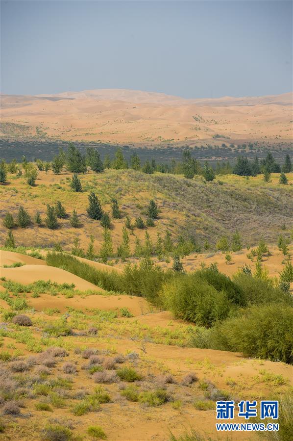 （在習近平新時代中國特色社會主義思想指引下&mdash;&mdash;新時代新作為新篇章&middot;習近平總書記關切事&middot;圖文互動）（6）綠意，在黃沙中鋪展&mdash;&mdash;我國防沙治沙紀實