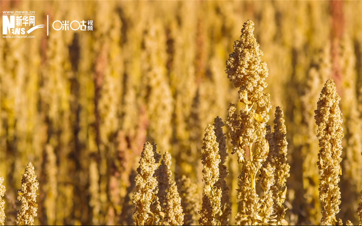 藜麥有極強的環(huán)境適應(yīng)能力和低成本、高回報的種植模式