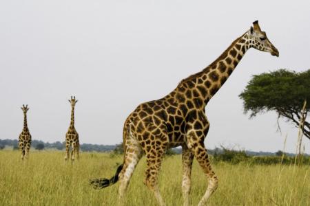 社會(huì)各界動(dòng)物保護(hù)意識不斷提高