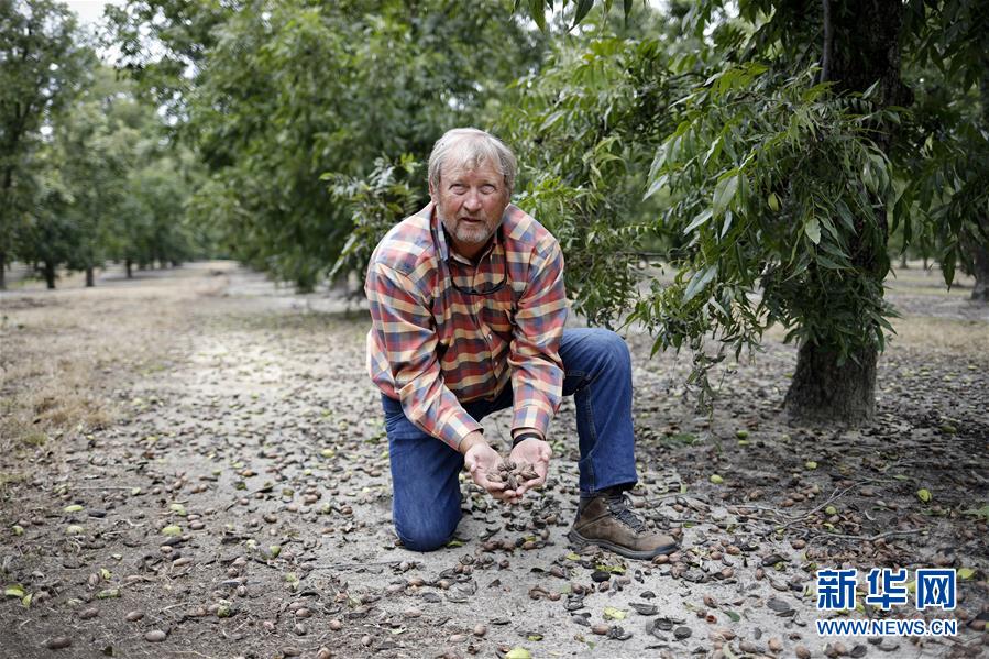 （國際&middot;圖文互動）（4）通訊：期待美中盡早達成貿易協議&mdash;&mdash;颶風和關稅夾擊下的美國山核桃種植戶盼重回中國市場