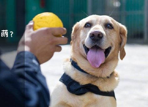 為了“破冰”，它們英勇無畏！