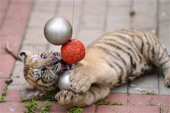 東北虎&ldquo;幼兒園&rdquo;：&ldquo;萌娃&rdquo;愛(ài)運(yùn)動(dòng)