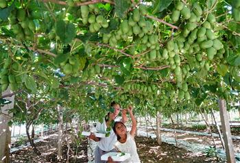 河北盧龍：&ldquo;維C之王&rdquo;開拓致富新路